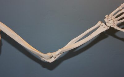 Ulna & Radius  Die Ulna liegt auf der Unterlage, wenn man am Tisch sitzt, auf Seite des Radius ragt der Daumen  heraus.
