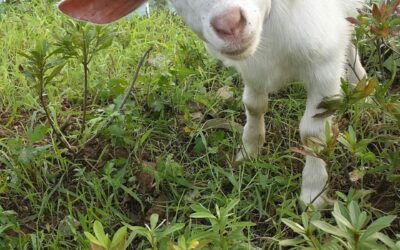 Ziegen fressen Löwenzahn, eher selten pure Marmelade