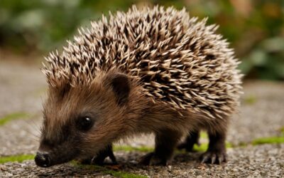 Zwölf Lehrer kraulen Dutzende jammernder Igel