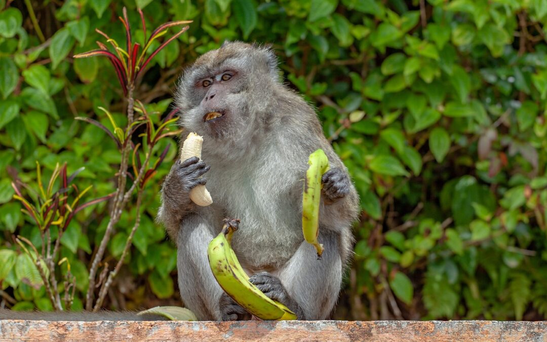Never let monkeys eat bananas (if they are green)!